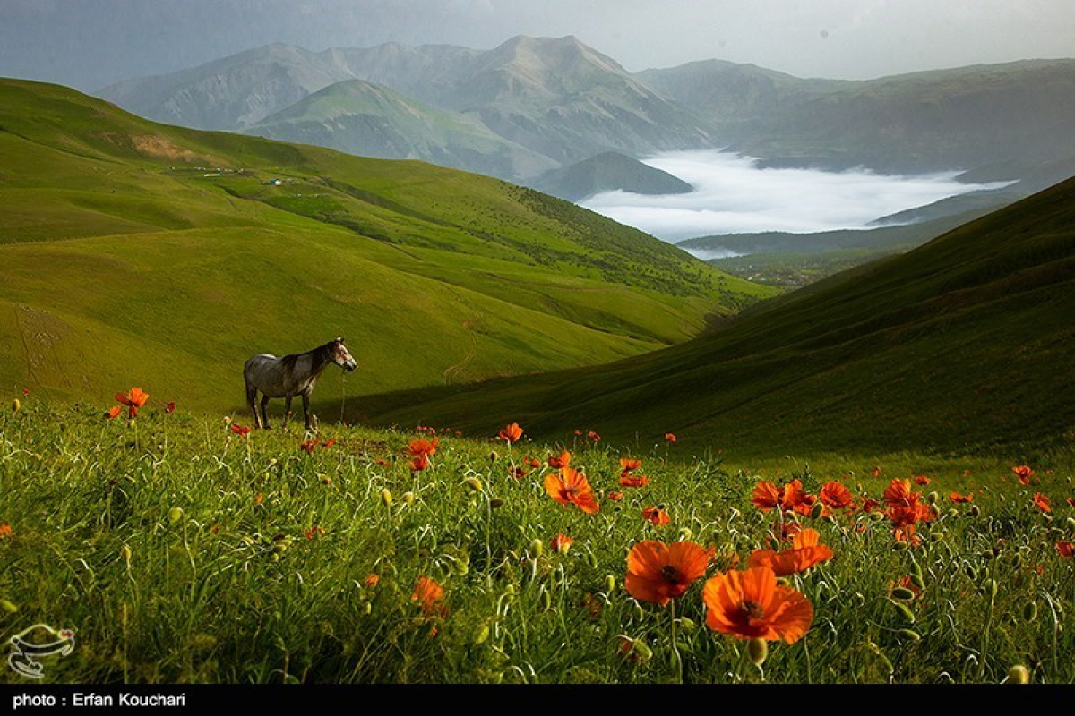 شکردشت تالش