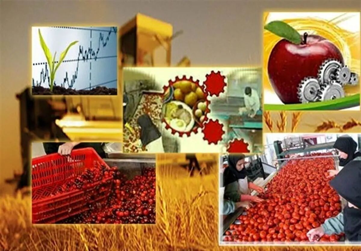 برنامه‌ریزی راهبردی وزارت جهاد کشاورزی برای حذف خام فروشی