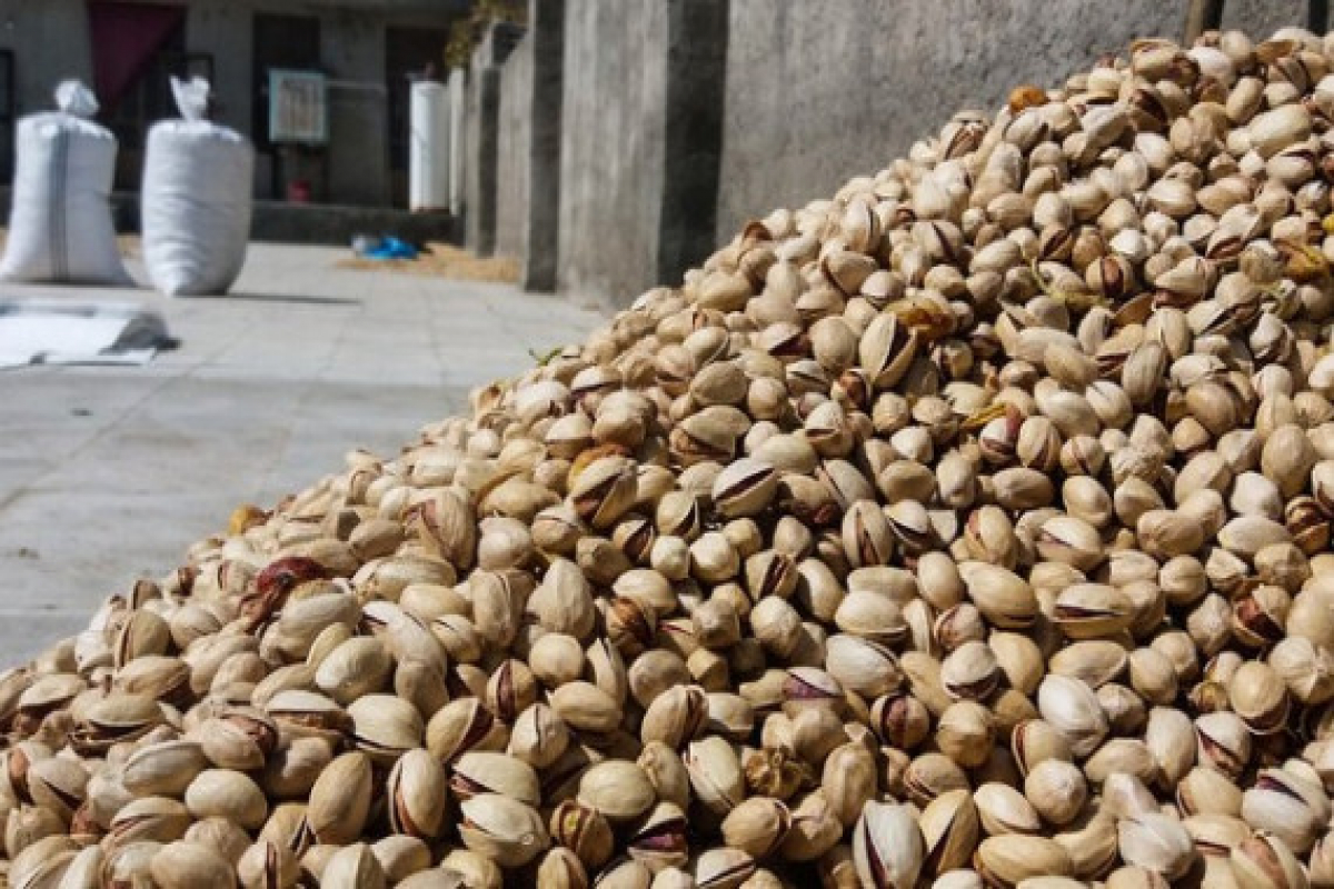 ایران رتبه نخست صادرات پسته را از دست داد