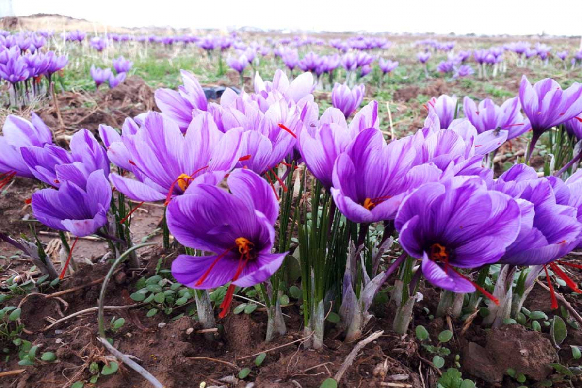 ایران ۹۰ درصد زعفران دنیا را تامین می‌کند